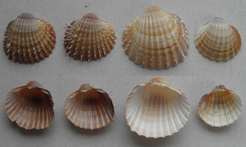 Acanthocardia spinosa